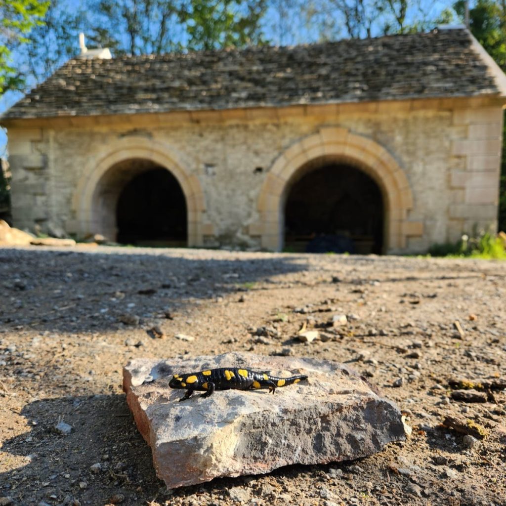 Salamandre Boyer lavoir