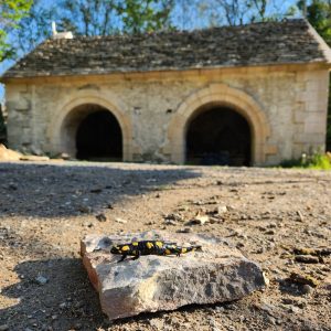 Salamandre Boyer lavoir